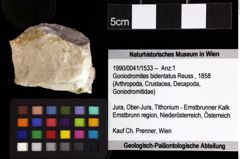 Foto (Objket + Etiketten) von Culmenformosa sp. 